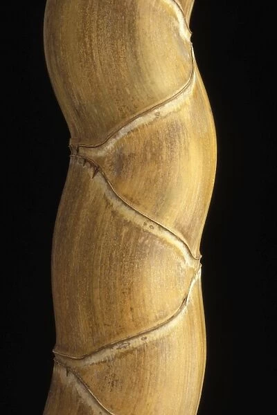 Phyllostachys pubescens h. 'Kikko'. Rare and apreciated variety of bamboo