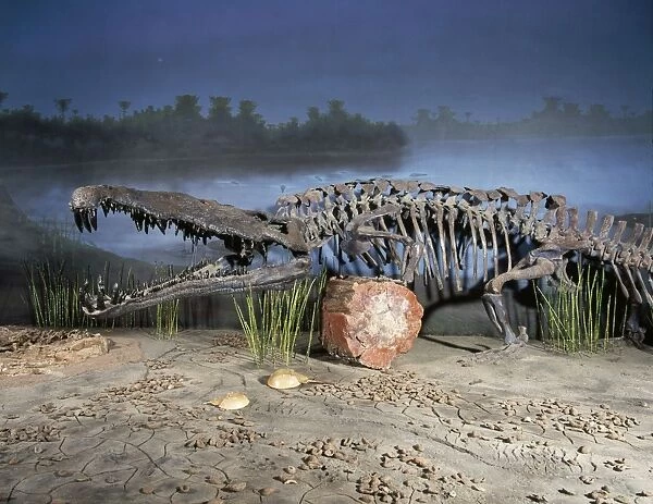 Phytosaur Fossil - late Triassic Arizona /  New Mexico, USA