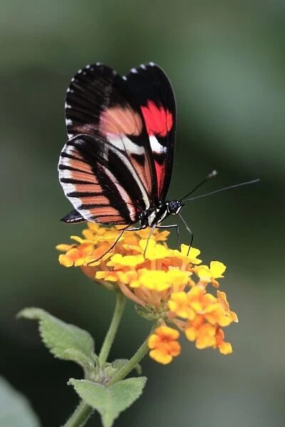 Piano Key Butterfly - feeding on flower, Emmen, Holland
