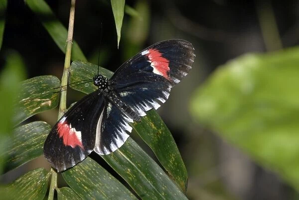 Piano Key butterfly. Neotropical distribution