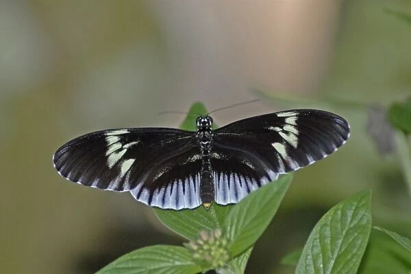 Piano Key butterfly. Neotropical distribution