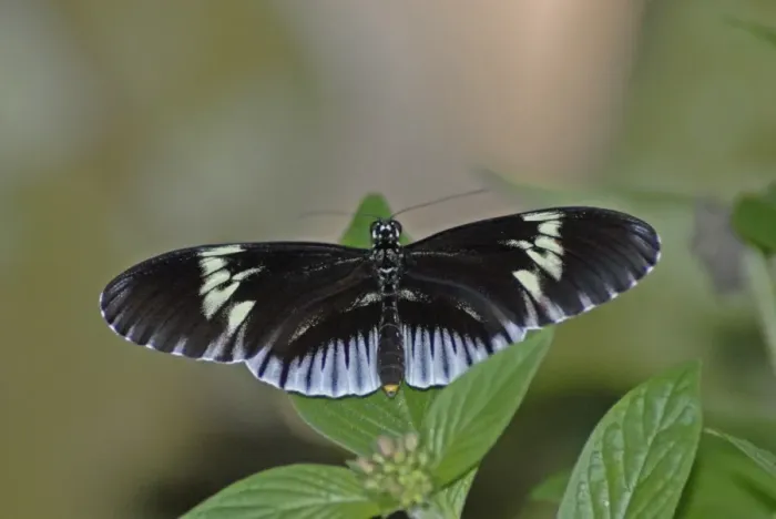 Framed Print : Piano Key butterfly. Neotropical distribution Framed Print : Piano Key butterfly. Neotropical distribution