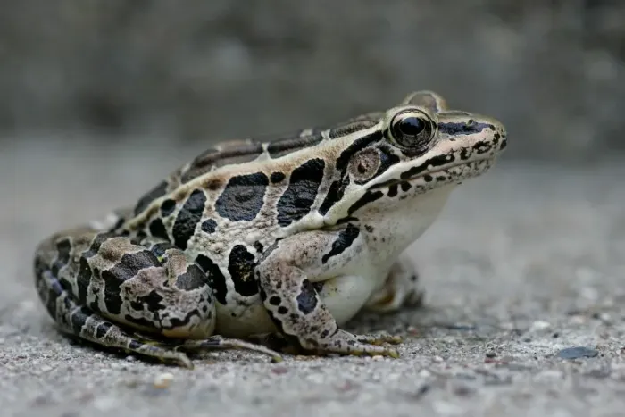 Framed Print : Pickerel Frog Framed Print : Pickerel Frog