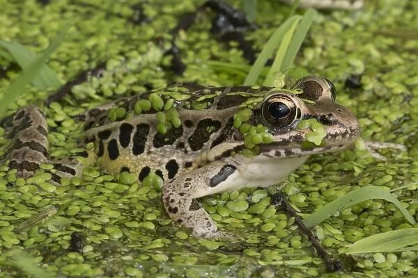 Pickerel Frog (formerly Rana palustris) in pond