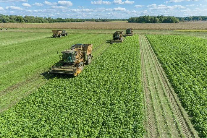 Framed Print : Picking green beans during the green bean harvest, Mason County, Illinois Date: 04-10-2020 Framed Print : Picking green beans during the green bean harvest, Mason County, Illinois Date: 04-10-2020