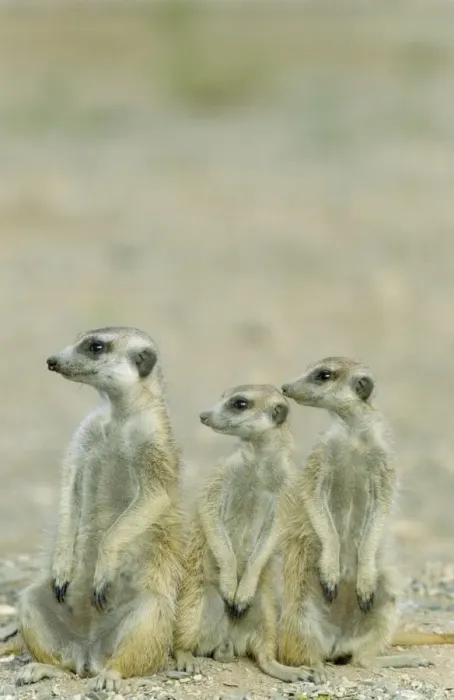 Framed Print : Picture No. 10761565
