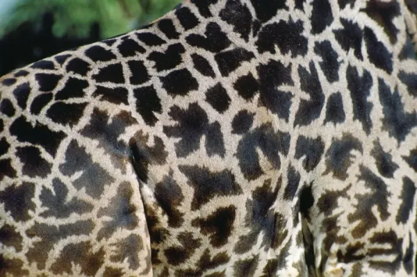 Masai Giraffe Print (Giraffa camelopardalis tippelski). Art Prints