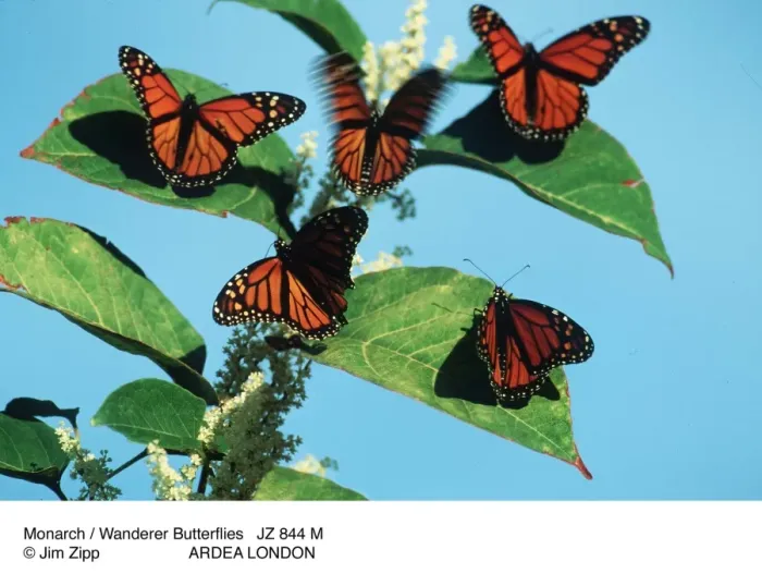 Framed Print : Picture No. 10857230 Framed Print : Picture No. 10857230