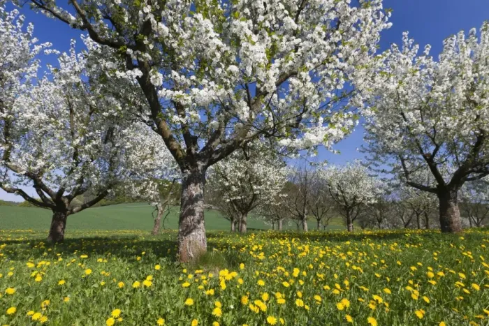 Framed Print : Picture No. 10884417 Framed Print : Picture No. 10884417