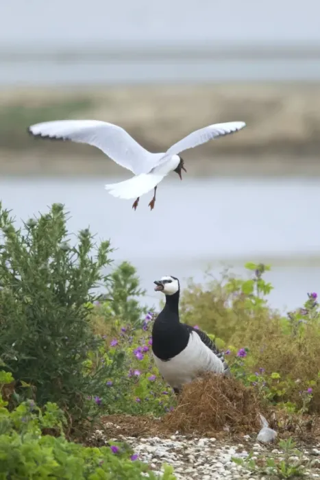 Framed Print : Picture No. 10886273 Framed Print : Picture No. 10886273