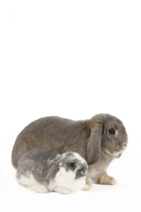 Framed Print : Picture No. 10886678