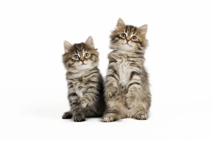 Framed Print : Picture No. 10887853 Framed Print : Picture No. 10887853