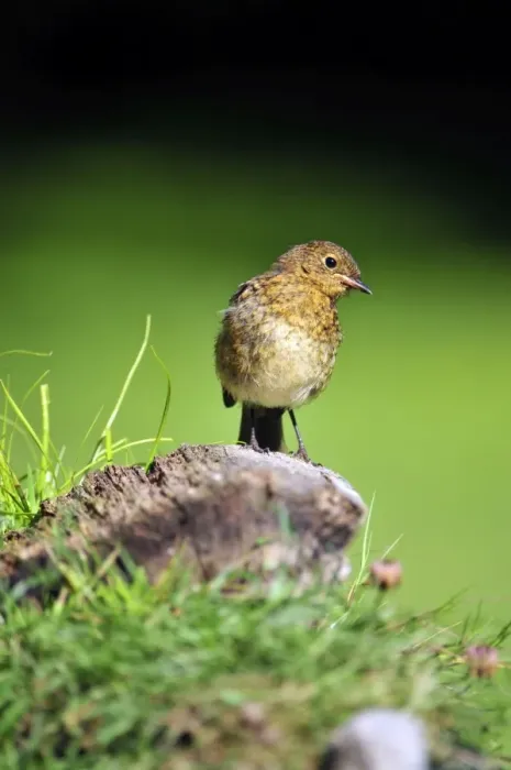 Framed Print : Picture No. 10889110 Framed Print : Picture No. 10889110