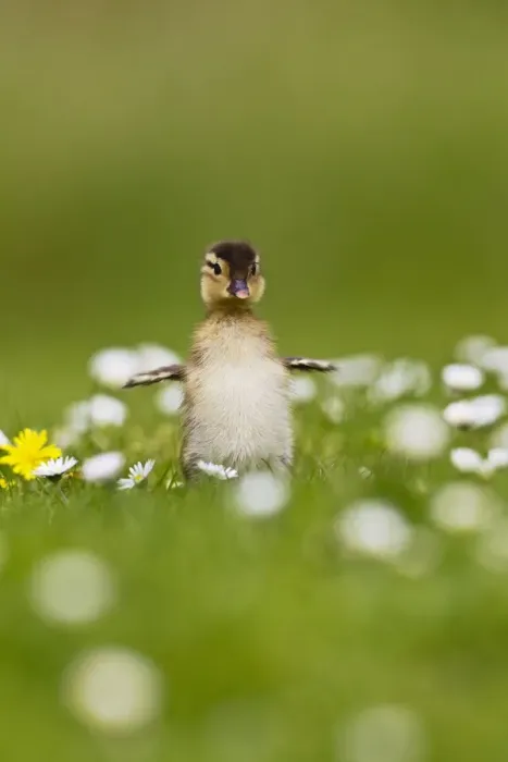 Framed Print : Picture No. 10890573 Framed Print : Picture No. 10890573