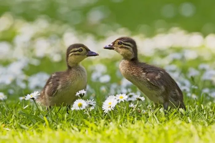 Framed Print : Picture No. 10890582 Framed Print : Picture No. 10890582