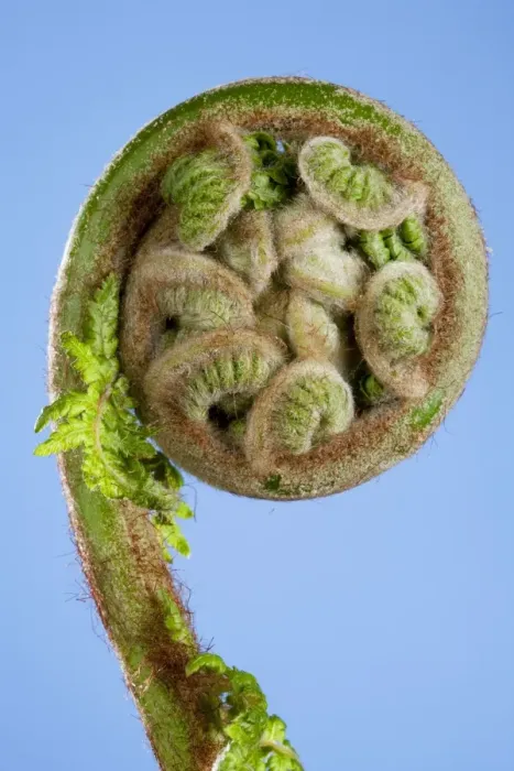 Framed Print : Picture No. 10891005 Framed Print : Picture No. 10891005