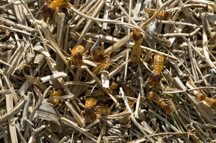 Framed Print : Picture No. 10891425 Framed Print : Picture No. 10891425