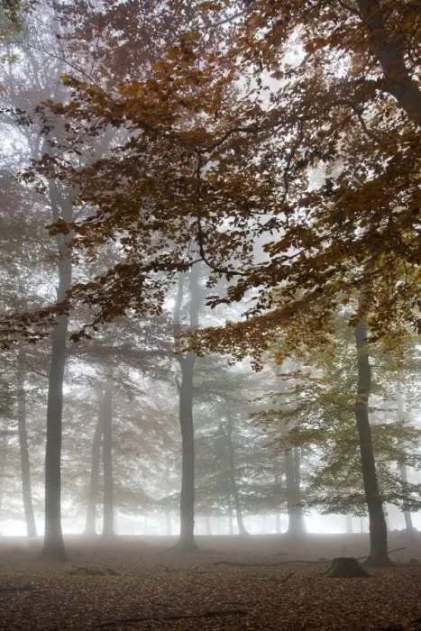 Framed Print : Picture No. 10894808 Framed Print : Picture No. 10894808
