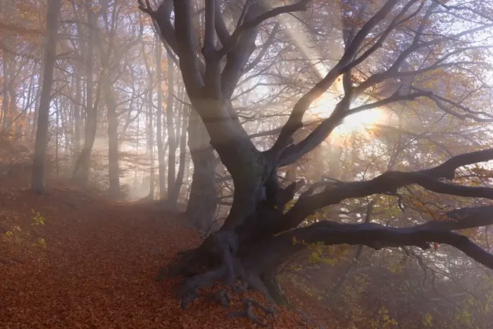 Framed Print : Picture No. 10896850 Framed Print : Picture No. 10896850