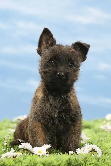 Framed Print : Picture No. 10897620 Framed Print : Picture No. 10897620