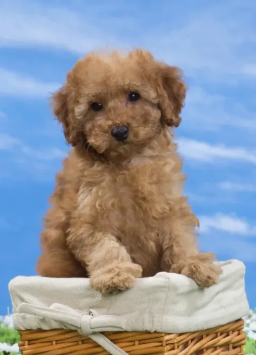 Apricot Miniature Poodle Puppy Print - 8 Weeks Old. Art Prints