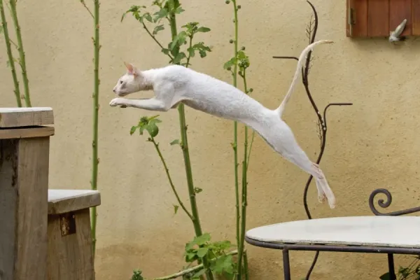 Devon Rex Cat Print Art Prints, Posters Puzzles from