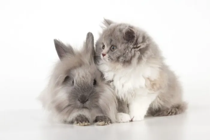 Framed Print : Picture No. 10901243 Framed Print : Picture No. 10901243