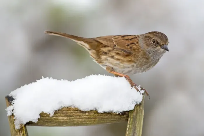 Framed Print : Picture No. 10901289 Framed Print : Picture No. 10901289