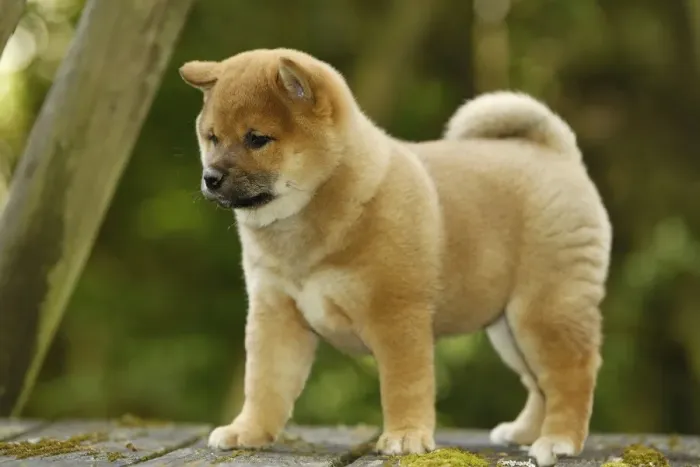 Framed Print : Picture No. 10922317 Framed Print : Picture No. 10922317