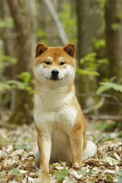 Japanese Dogs Bread Shiba Inu Shiba Inu How Did The Breed Originate?