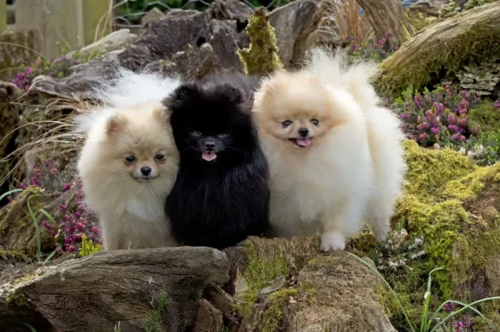 Framed Print : Picture No. 10983884 Framed Print : Picture No. 10983884