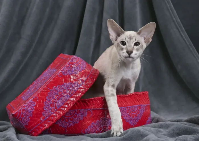 Framed Print : Picture No. 10984178 Framed Print : Picture No. 10984178