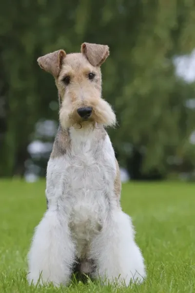 Dog Sitting Wire Fox Terrier Show Dog Wire Haired Maltese Fox