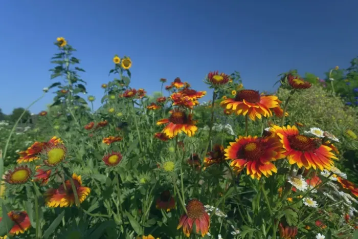 Framed Print : Picture No. 11050523 Framed Print : Picture No. 11050523