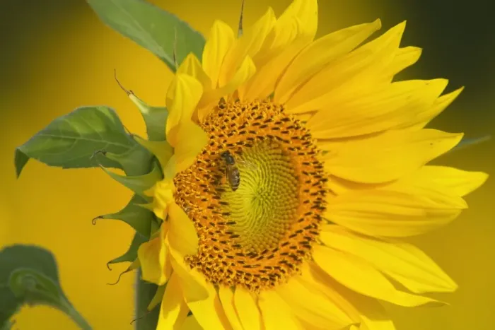 Framed Print : Picture No. 11050621