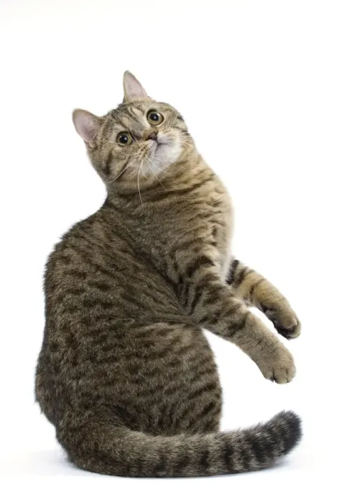 Framed Print : Picture No. 11051393 Framed Print : Picture No. 11051393