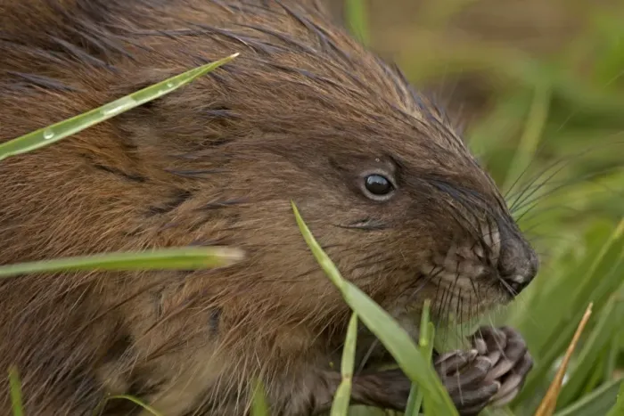 Framed Print : Picture No. 11091702 Framed Print : Picture No. 11091702