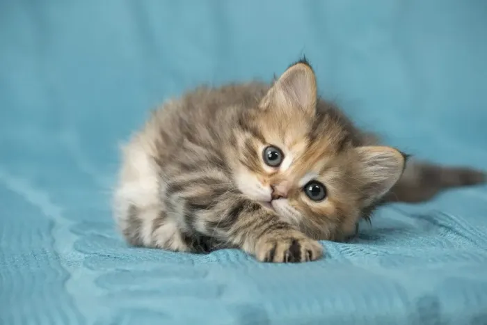 Siberian Cat 8 Week Old Kitten Print. Art Prints, Posters