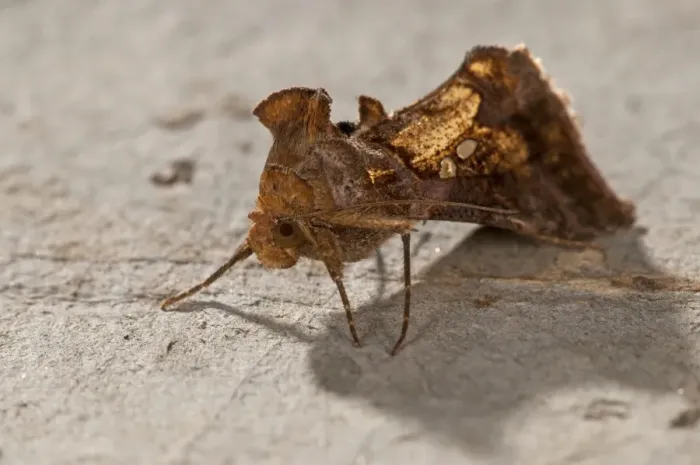 Framed Print : Picture No. 11671417 Framed Print : Picture No. 11671417