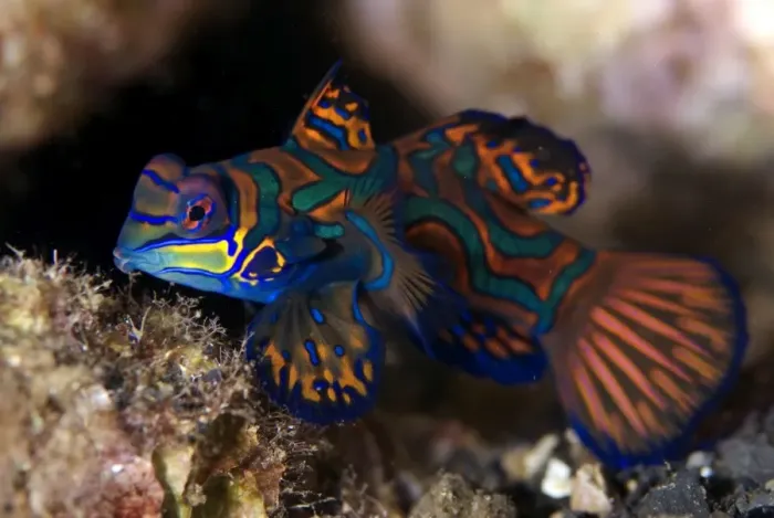 Framed Print : Picture No. 11675083 Framed Print : Picture No. 11675083