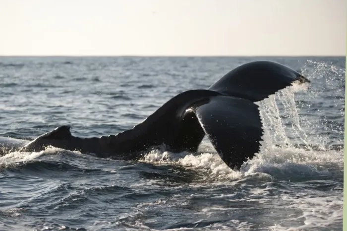 Framed Print : Picture No. 11675242 Framed Print : Picture No. 11675242