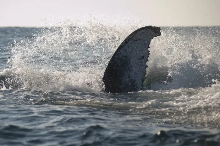 Framed Print : Picture No. 11675243 Framed Print : Picture No. 11675243