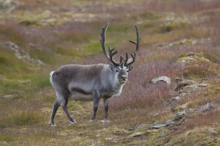Framed Print : Picture No. 11676509 Framed Print : Picture No. 11676509