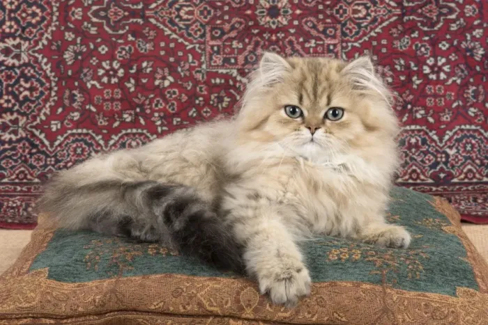 Framed Print : Picture No. 11772419 Framed Print : Picture No. 11772419