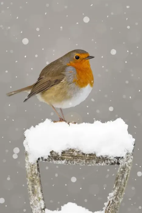 Framed Print : Picture No. 11806904 Framed Print : Picture No. 11806904