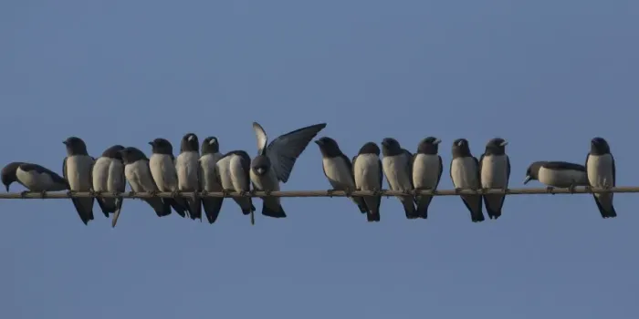 Framed Print : Picture No. 11806908 Framed Print : Picture No. 11806908