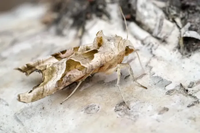 Framed Print : Picture No. 11807061 Framed Print : Picture No. 11807061