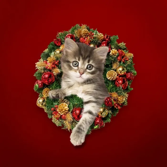 Framed Print : Picture No. 11807493 Framed Print : Picture No. 11807493
