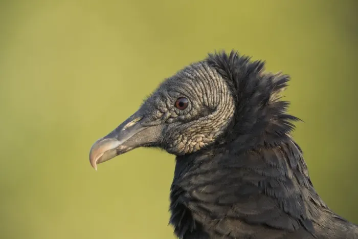 Framed Print : Picture No. 11980659 Framed Print : Picture No. 11980659