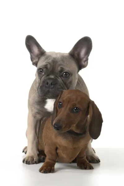 French Bulldog with Miniature Dachshund Art Prints, Posters